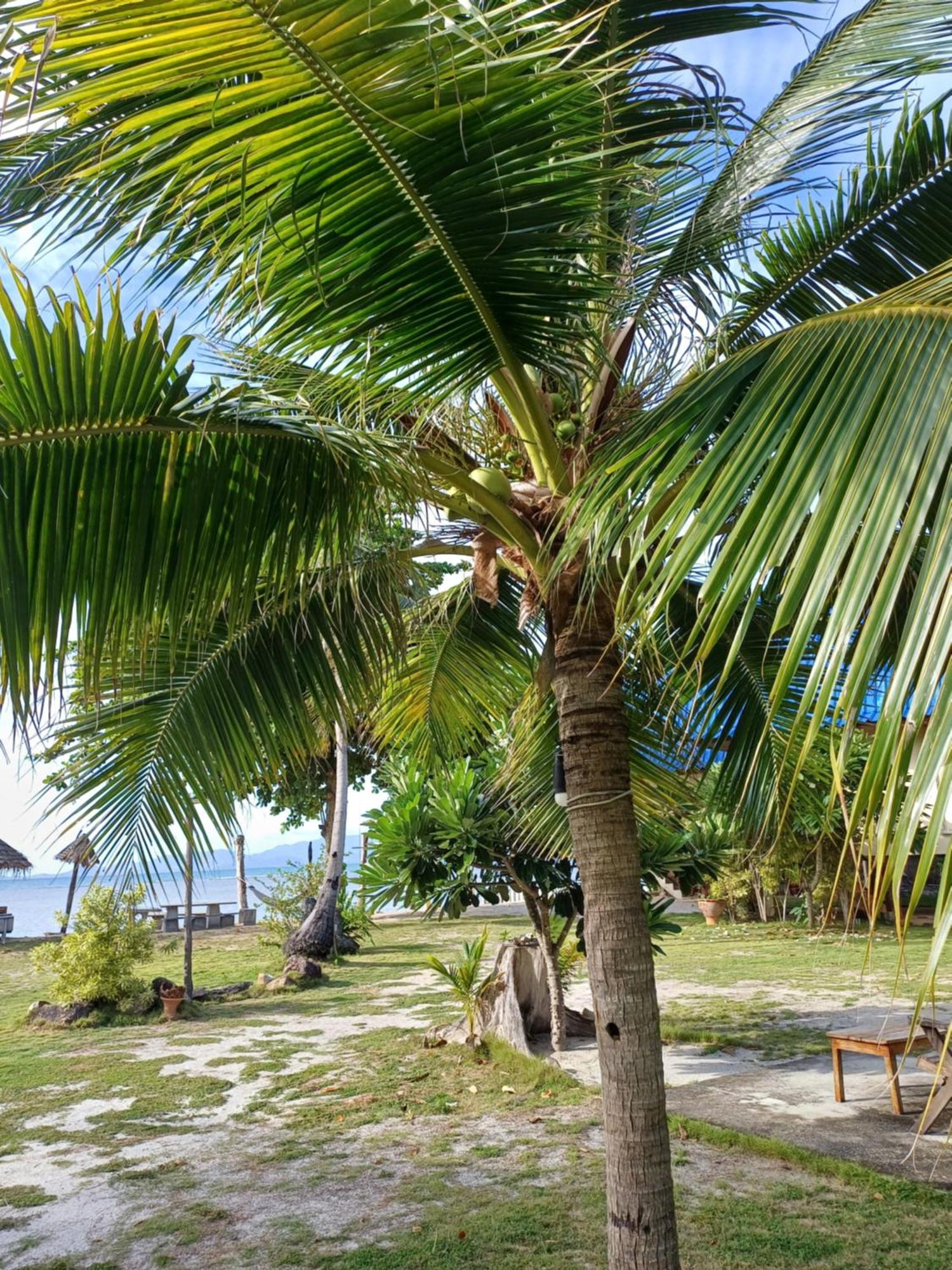 Tropicana Khophagan Resort Hotel トンサラ エクステリア 写真
